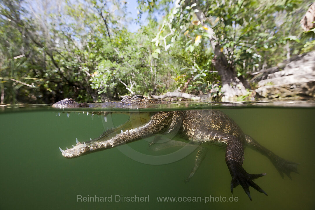 Beulenkrokodil, Crocodylus moreletii, Cancun, Yucatan, Mexiko