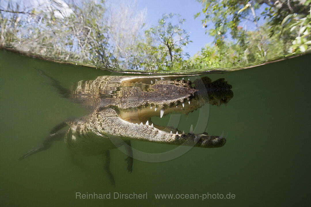 Beulenkrokodil, Crocodylus moreletii, Cancun, Yucatan, Mexiko