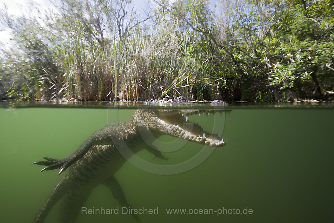 Beulenkrokodil, Crocodylus moreletii, Cancun, Yucatan, Mexiko