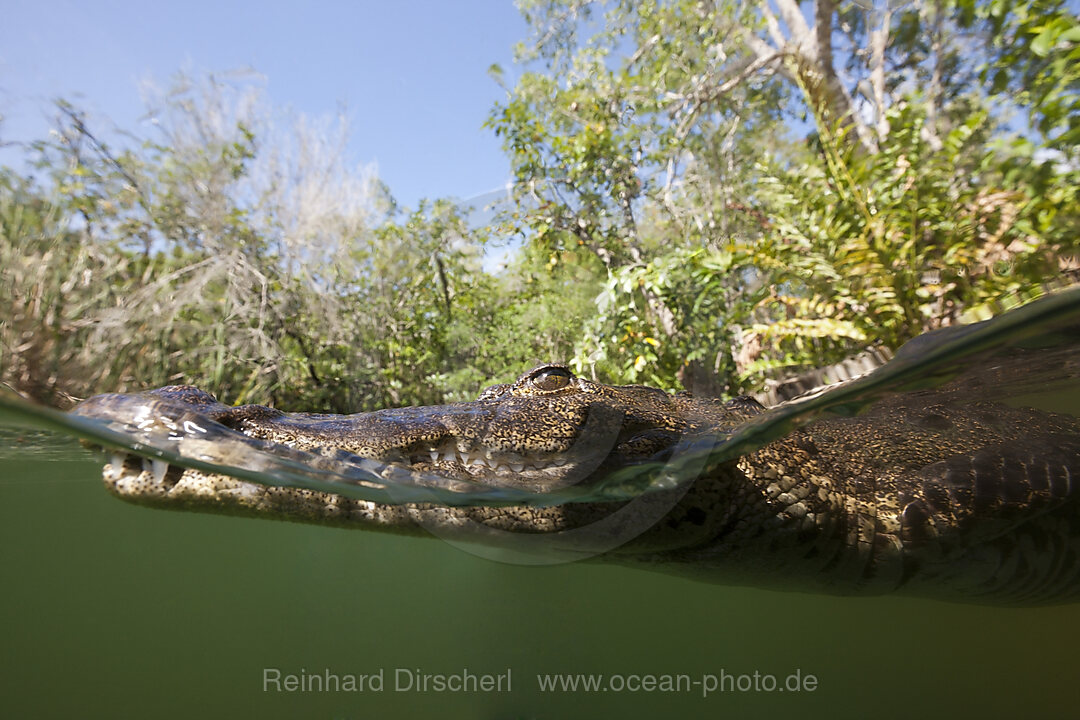 Beulenkrokodil, Crocodylus moreletii, Cancun, Yucatan, Mexiko