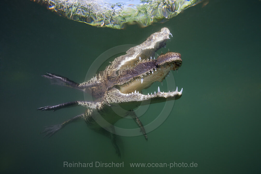 Beulenkrokodil, Crocodylus moreletii, Cancun, Yucatan, Mexiko