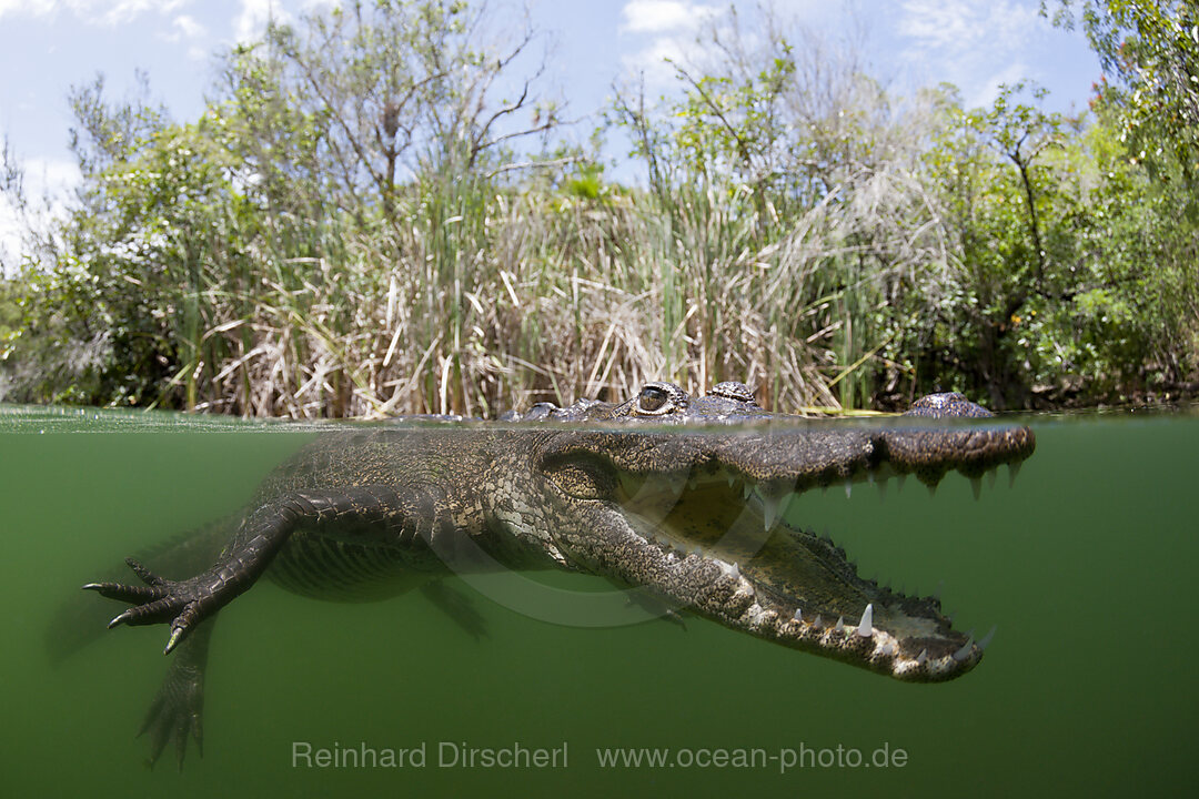 Beulenkrokodil, Crocodylus moreletii, Cancun, Yucatan, Mexiko