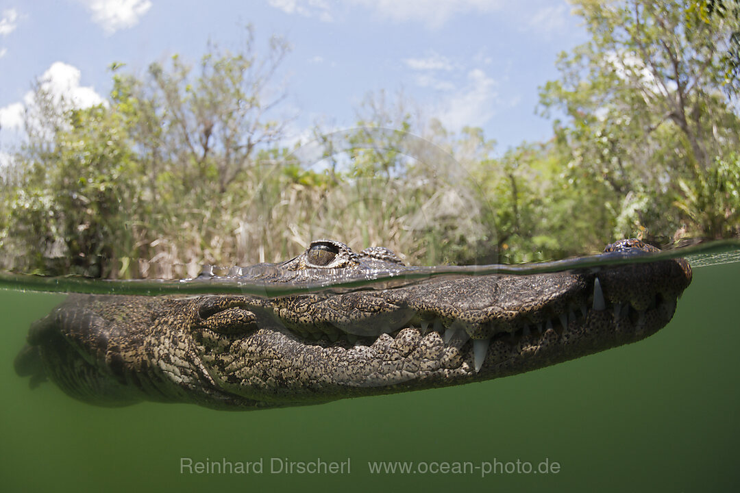 Beulenkrokodil, Crocodylus moreletii, Cancun, Yucatan, Mexiko