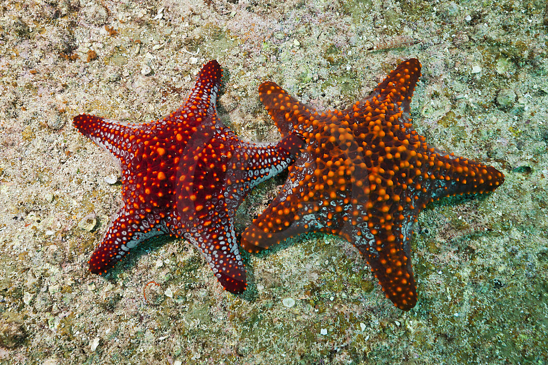 Panamaische Noppen-Seesterne, Pentaceraster cumingii, La Paz, Baja California Sur, Mexiko