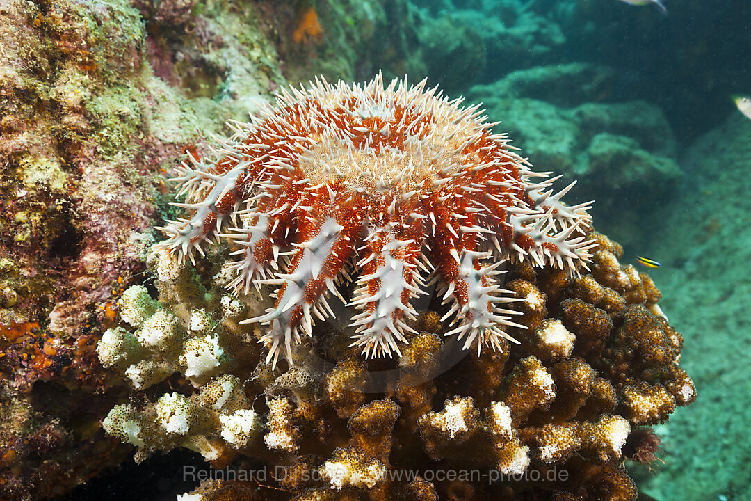 Panama-Dornenkrone im Riff, Acanthaster ellisii, La Paz, Baja California Sur, Mexiko