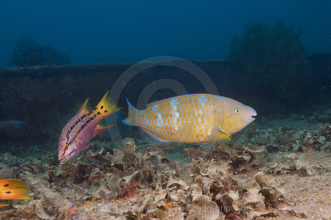 Blauband-Papageifisch am Fang Ming Wrack, Scarus ghobban, La Paz, Baja California Sur, Mexiko