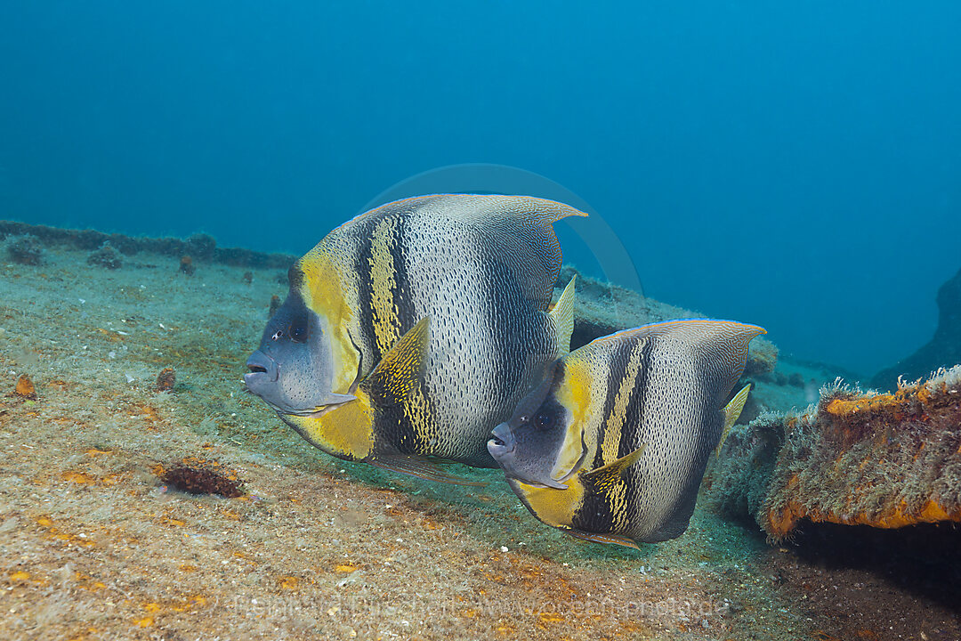 Cortez-Kaiserfische am Fang Ming Wrack, Pomacanthus zonipectus, La Paz, Baja California Sur, Mexiko