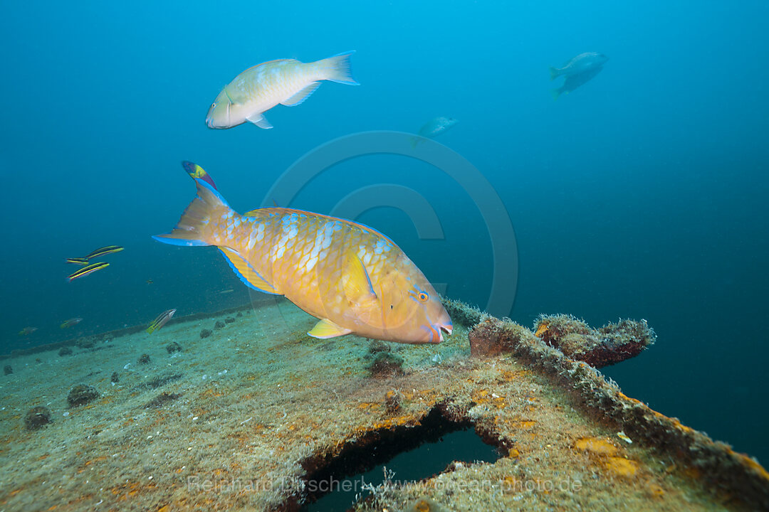 Blauband-Papageifisch am Fang Ming Wrack, Scarus ghobban, La Paz, Baja California Sur, Mexiko