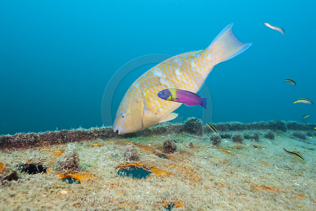 Blauband-Papageifisch am Fang Ming Wrack, Scarus ghobban, La Paz, Baja California Sur, Mexiko