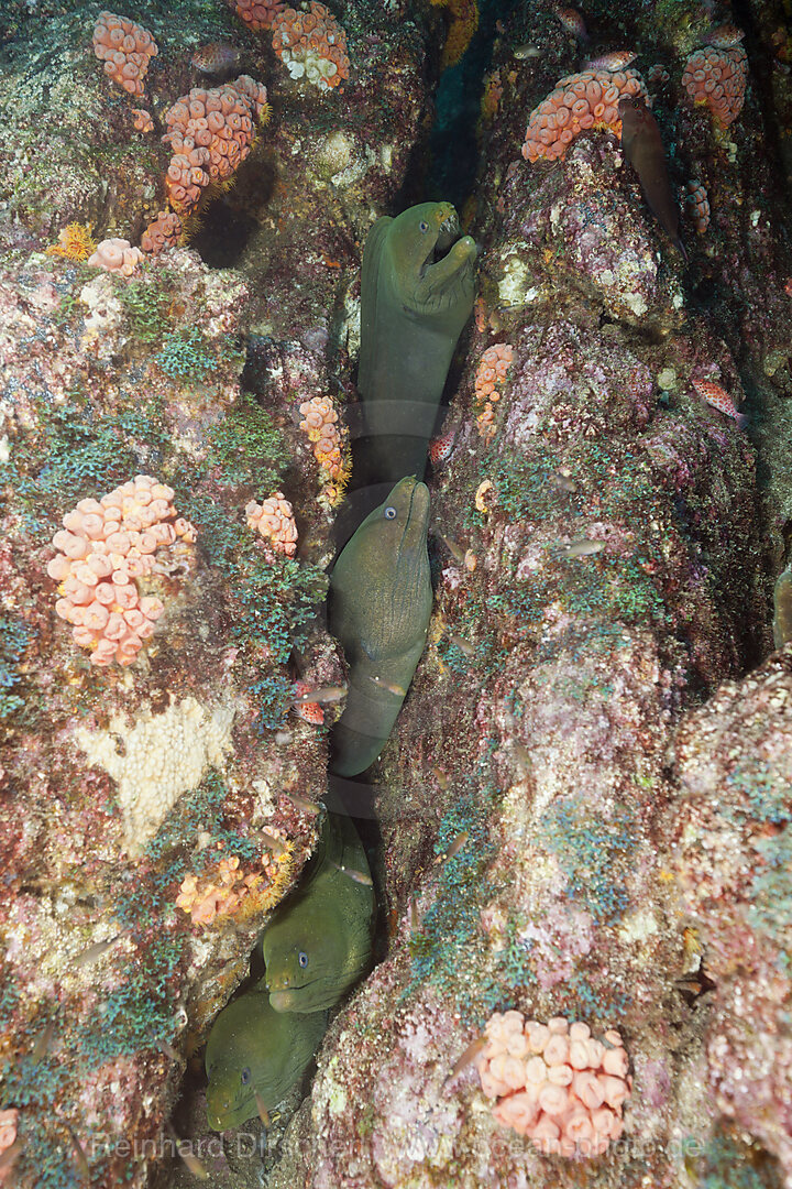 Kastanienmuraenen in Riffspalte, Gymnothorax castaneus, La Paz, Baja California Sur, Mexiko