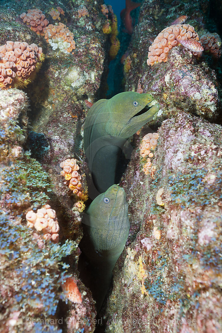 Kastanienmuraenen in Riffspalte, Gymnothorax castaneus, La Paz, Baja California Sur, Mexiko