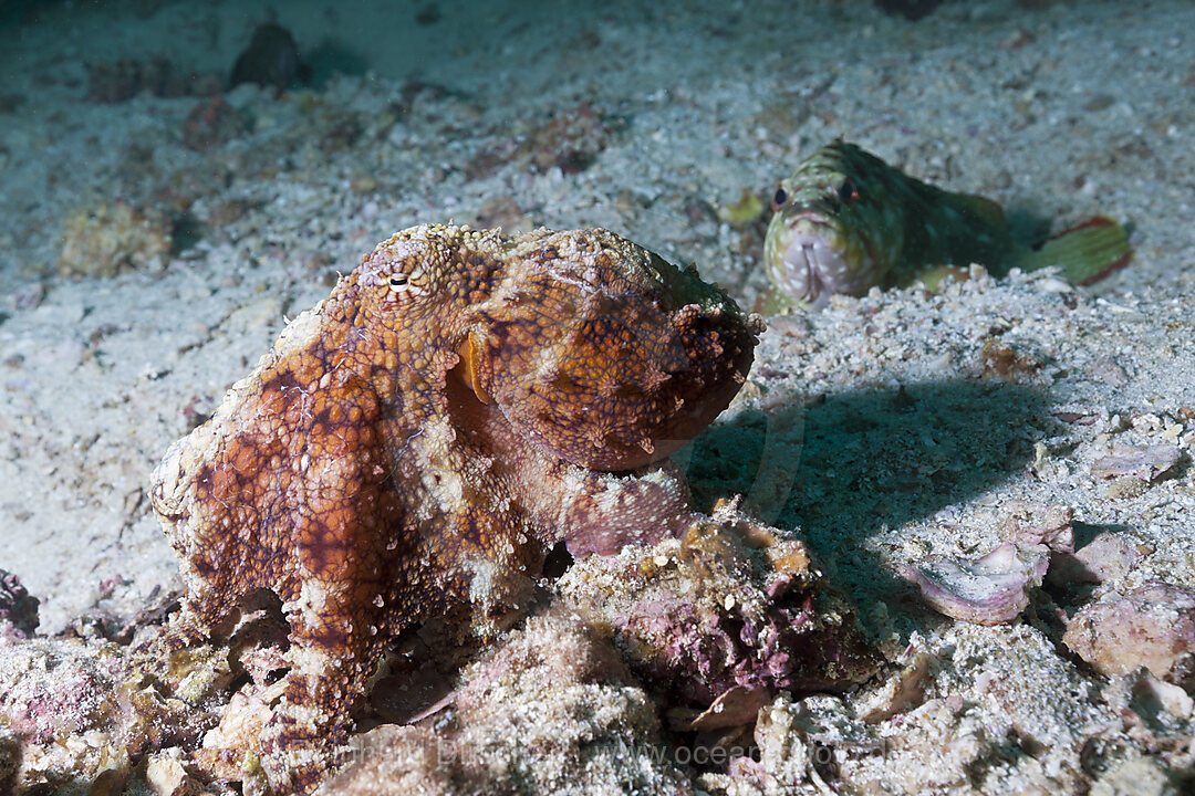 Oktopus, Octopus sp., La Paz, Baja California Sur, Mexiko