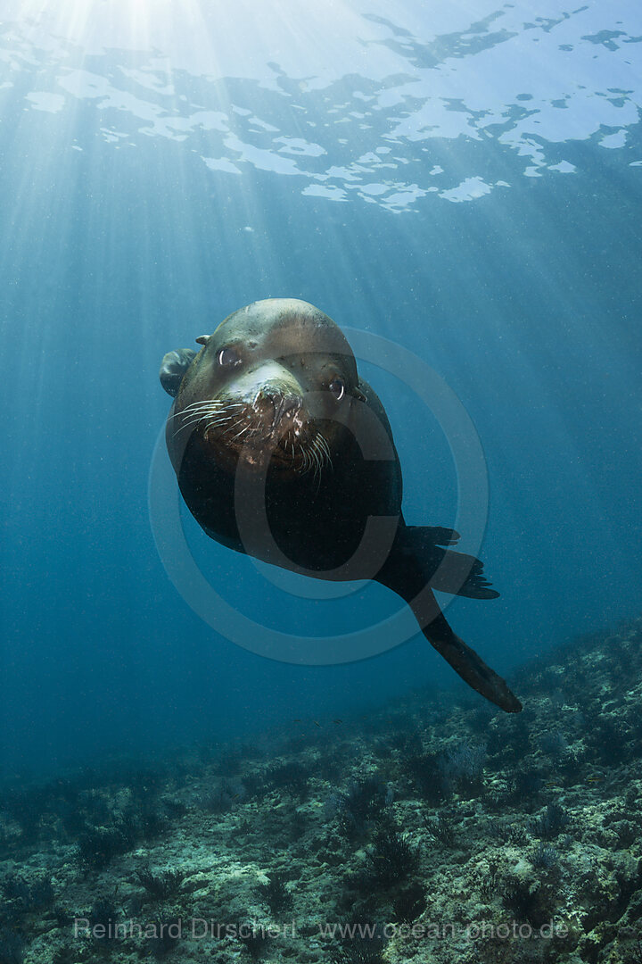 Kalifornischer Seeloewe Bulle, Zalophus californianus, La Paz, Baja California Sur, Mexiko