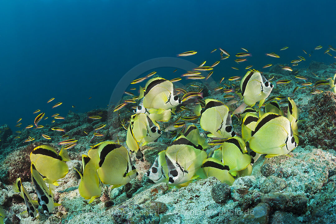 Barbier-Falterfische fressen Fischgelege, Johnrandallia nigriostris, La Paz, Baja California Sur, Mexiko