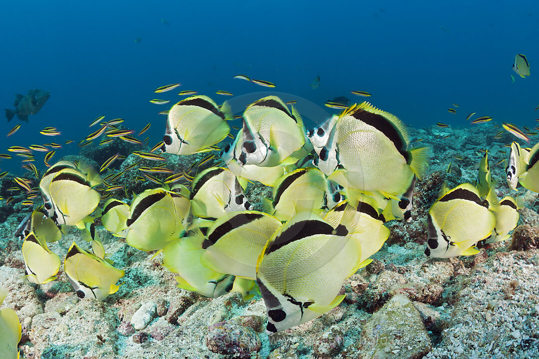 Barbier-Falterfische fressen Fischgelege, Johnrandallia nigriostris, La Paz, Baja California Sur, Mexiko