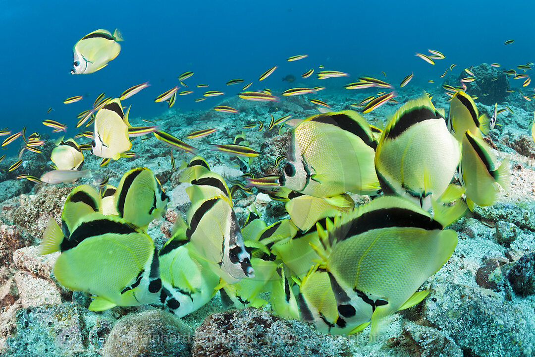 Barbier-Falterfische fressen Fischgelege, Johnrandallia nigriostris, La Paz, Baja California Sur, Mexiko