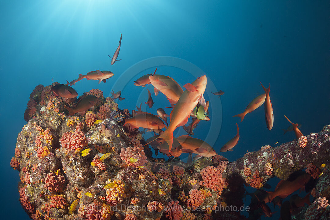 Schwarm Kreolenbarsche, Paranthias colonus, La Paz, Baja California Sur, Mexiko