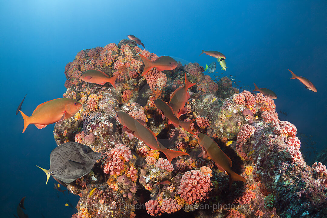 Schwarm Kreolenbarsche, Paranthias colonus, La Paz, Baja California Sur, Mexiko