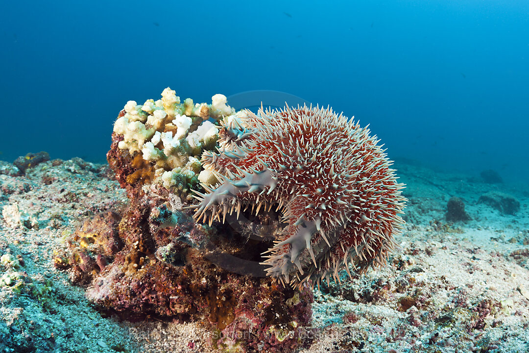 Panama-Dornenkrone im Riff, Acanthaster ellisii, La Paz, Baja California Sur, Mexiko