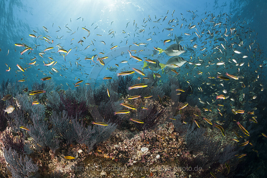 Shoal of Cortez Rainbow Wrasse, Thalassoma lucasanum, La Paz, Baja California Sur, Mexico