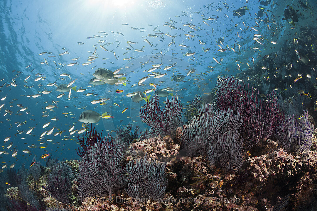 Schwalbenschwaenzchen ueber Korallenriff, Chromis atrilobata, La Paz, Baja California Sur, Mexiko