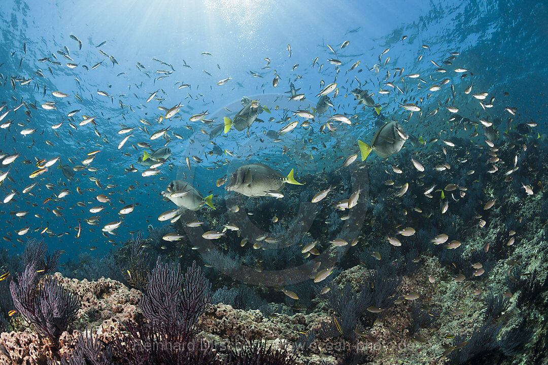 Schwalbenschwaenzchen ueber Korallenriff, Chromis atrilobata, La Paz, Baja California Sur, Mexiko