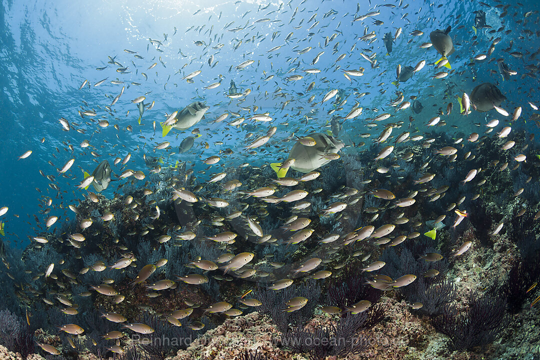 Schwalbenschwaenzchen ueber Korallenriff, Chromis atrilobata, La Paz, Baja California Sur, Mexiko