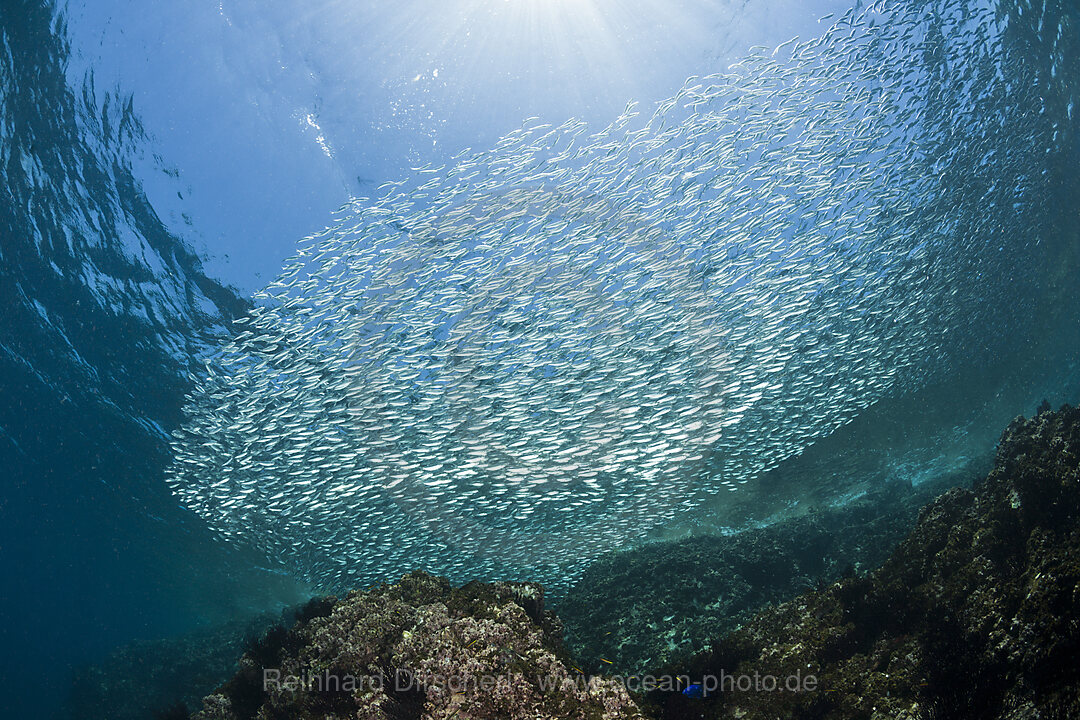 Schwarm Pazifische Sardinen, Sardinops sagax, La Paz, Baja California Sur, Mexiko