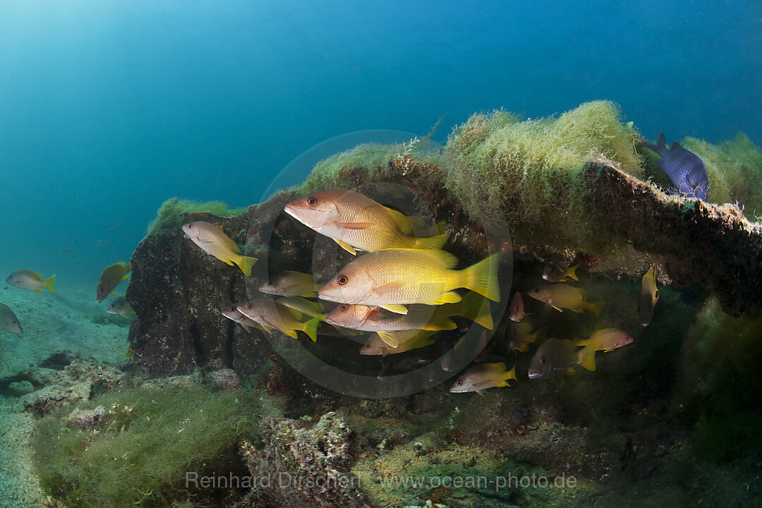 Gelbe Schnapper am Swanee Wrack, Lutjanus argentiventris, La Paz, Baja California Sur, Mexiko