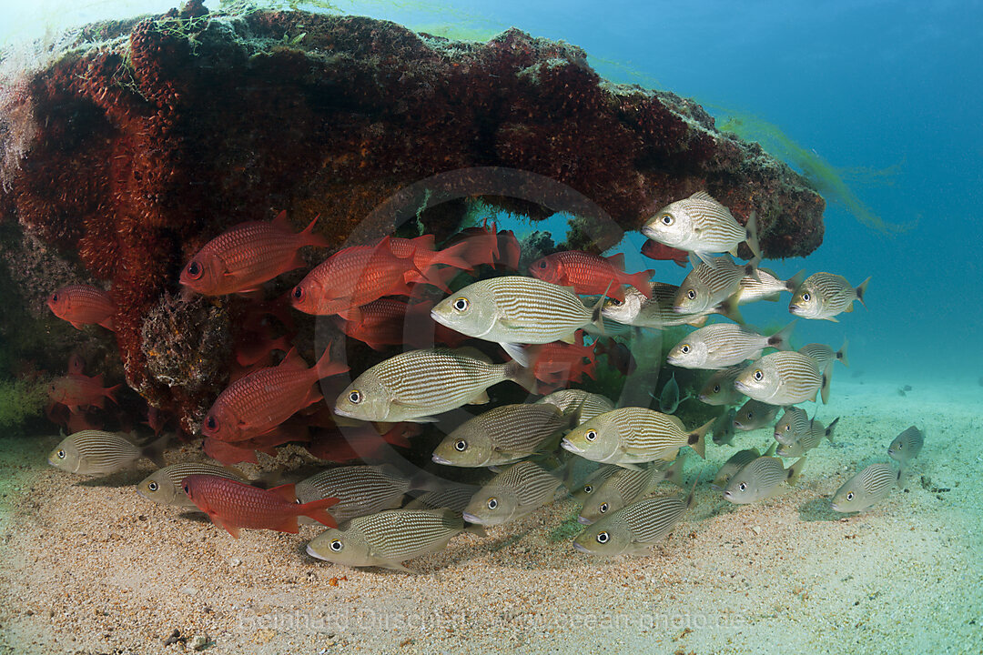 Spottail-Grunzer und Soldatenfische am Swanee Wrack, Haemulon maculicauda, La Paz, Baja California Sur, Mexiko
