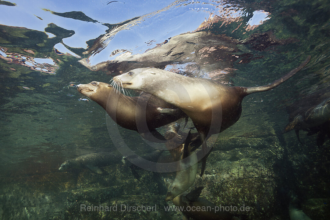 Kalifornische Seeloewen, Zalophus californianus, La Paz, Baja California Sur, Mexiko