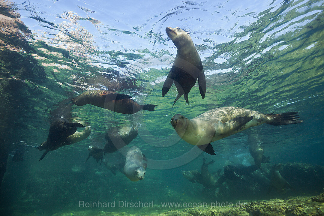 Kalifornische Seeloewen, Zalophus californianus, La Paz, Baja California Sur, Mexiko