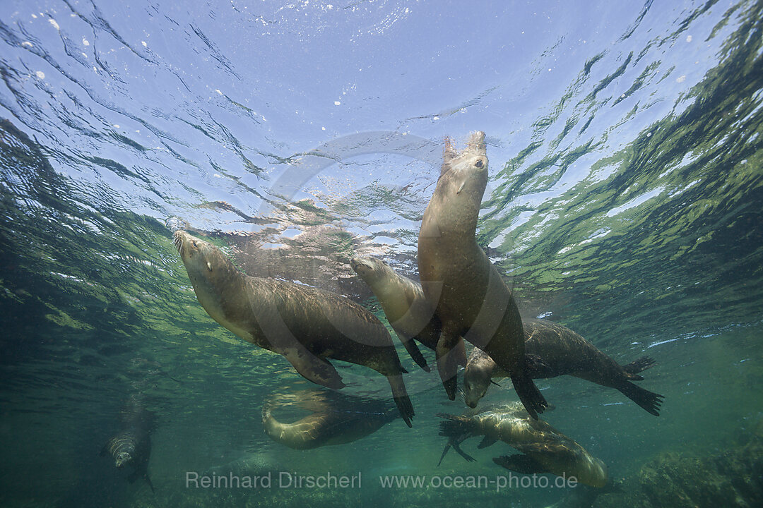 California Sea Lion, Zalophus californianus, La Paz, Baja California Sur, Mexico