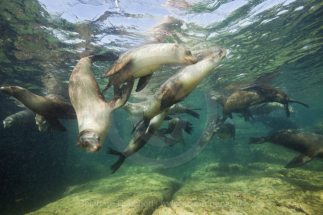 Kalifornische Seeloewen, Zalophus californianus, La Paz, Baja California Sur, Mexiko