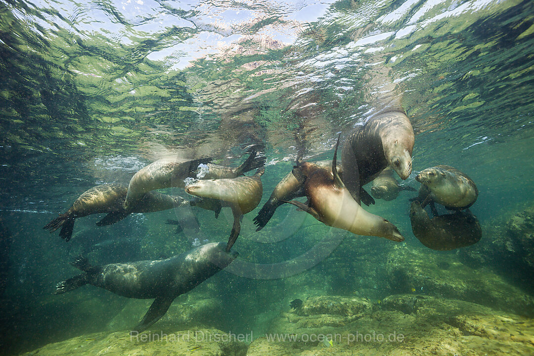 Kalifornische Seeloewen, Zalophus californianus, La Paz, Baja California Sur, Mexiko