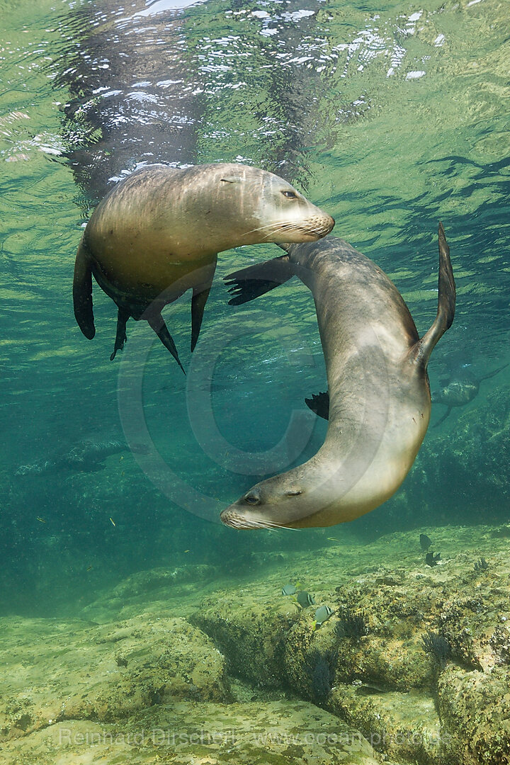 Kalifornische Seeloewen, Zalophus californianus, La Paz, Baja California Sur, Mexiko