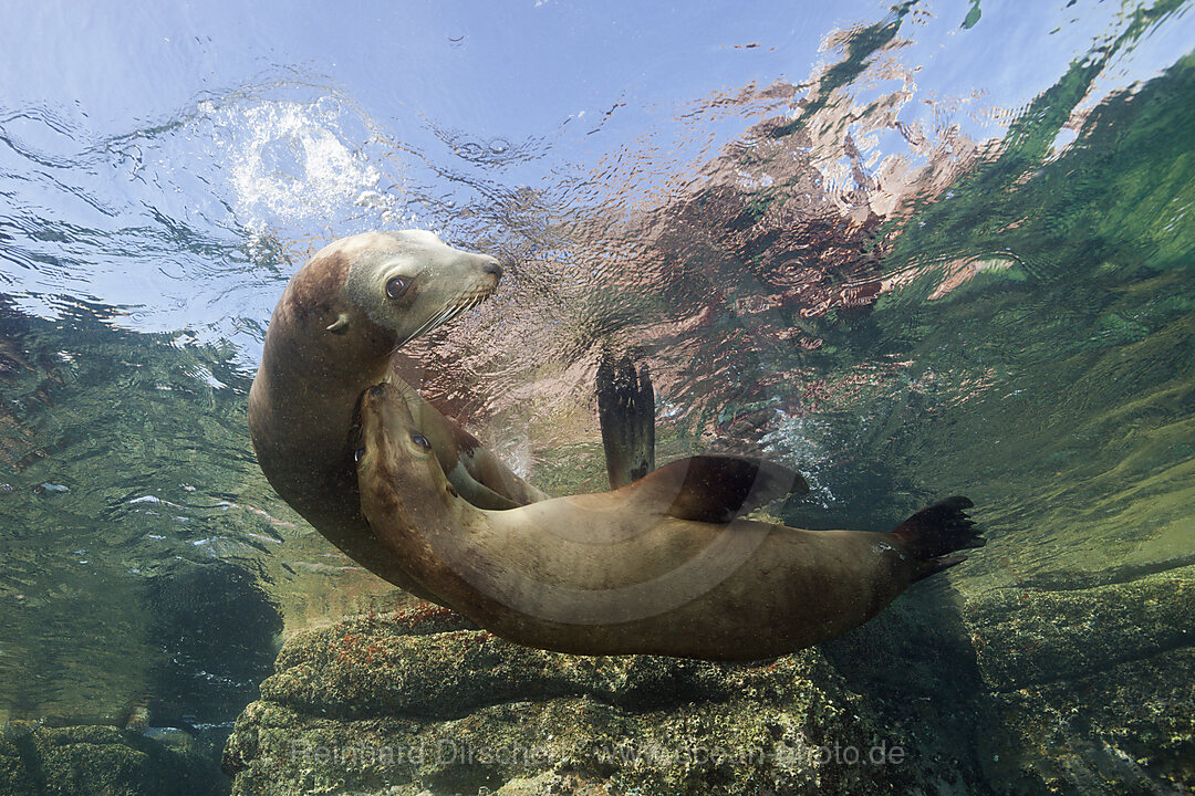 California Sea Lion, Zalophus californianus, La Paz, Baja California Sur, Mexico