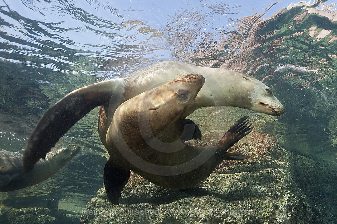 Kalifornische Seeloewen, Zalophus californianus, La Paz, Baja California Sur, Mexiko