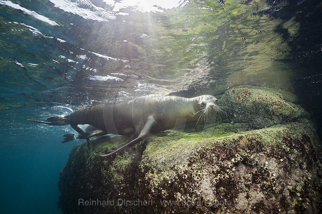 California Sea Lion, Zalophus californianus, La Paz, Baja California Sur, Mexico