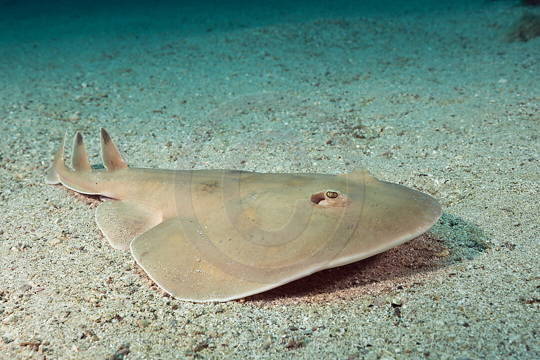 Giant Electric Ray, Narcine entemedor, La Paz, Baja California Sur, Mexico
