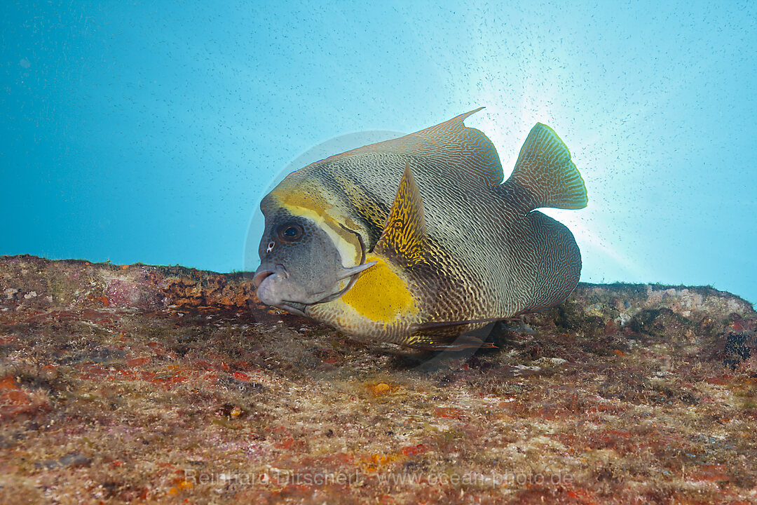 Cortez Angelfish at C-59 Wreck, Pomacanthus zonipectus, La Paz, Baja California Sur, Mexico
