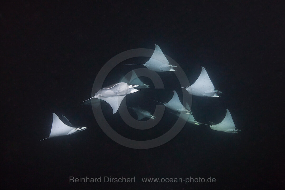 Munks Devil Ray feeding on plankton at night, Mobula munkiana, La Paz, Baja California Sur, Mexico