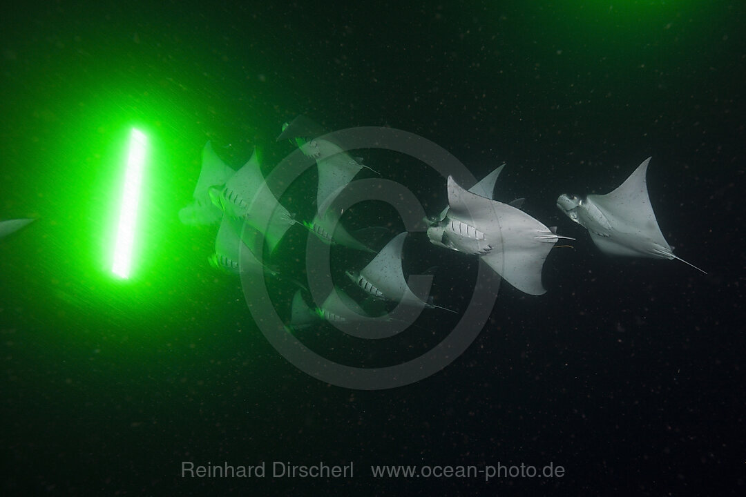 Munks Devil Ray feeding on plankton at night, Mobula munkiana, La Paz, Baja California Sur, Mexico