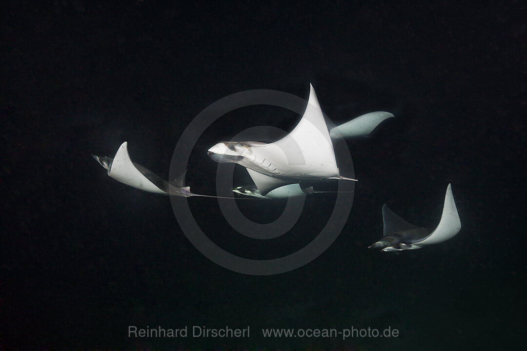 Zwerg-Teufelsrochen fressen Plankton bei Nacht, Mobula munkiana, La Paz, Baja California Sur, Mexiko