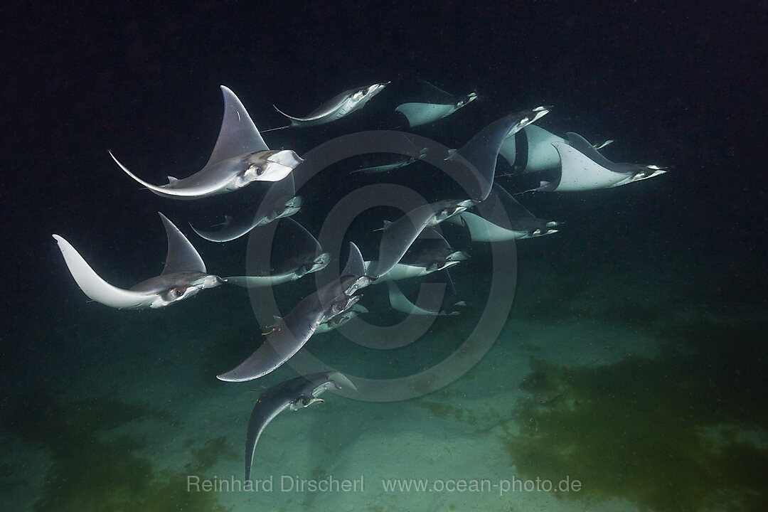 Munks Devil Ray feeding on plankton at night, Mobula munkiana, La Paz, Baja California Sur, Mexico