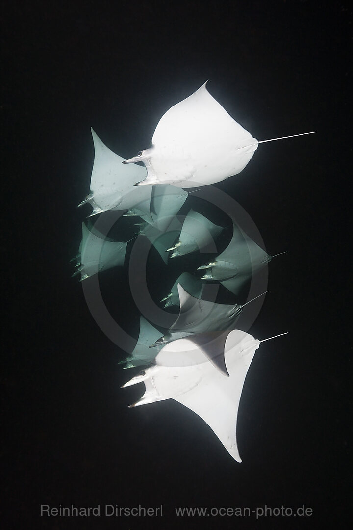 Zwerg-Teufelsrochen fressen Plankton bei Nacht, Mobula munkiana, La Paz, Baja California Sur, Mexiko