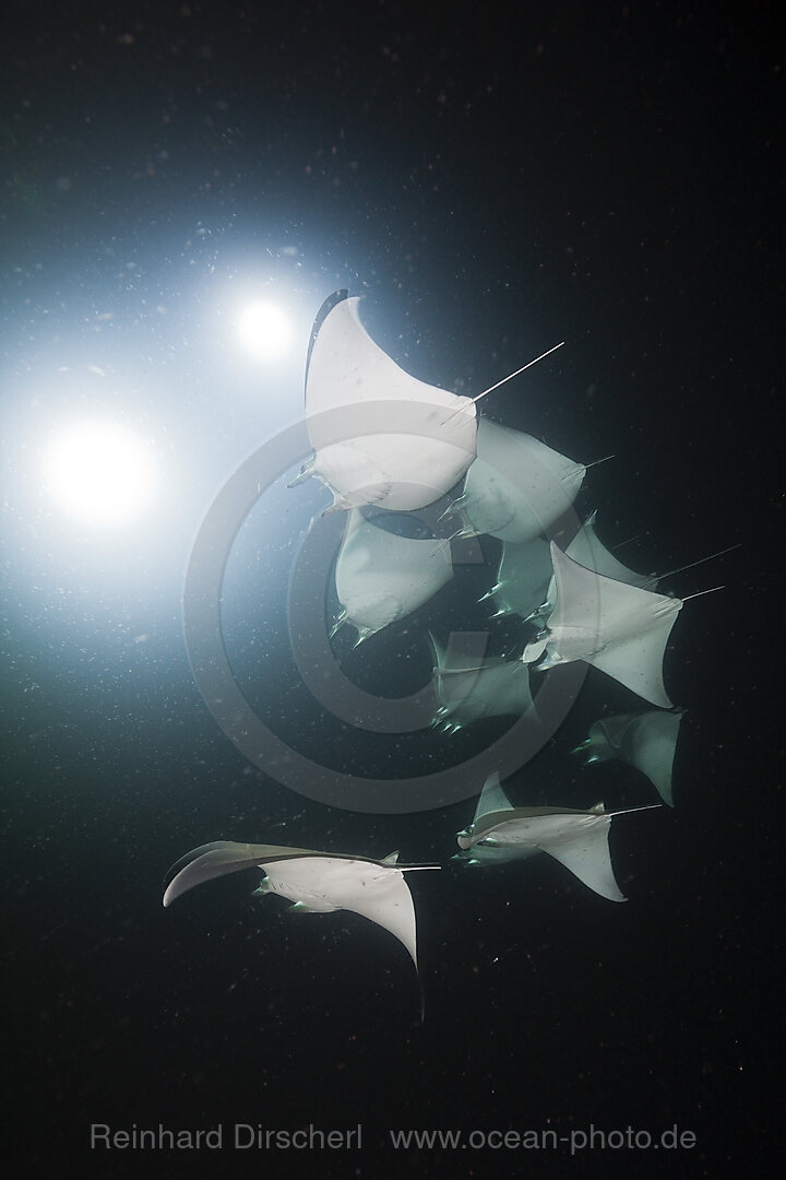 Zwerg-Teufelsrochen fressen Plankton bei Nacht, Mobula munkiana, La Paz, Baja California Sur, Mexiko