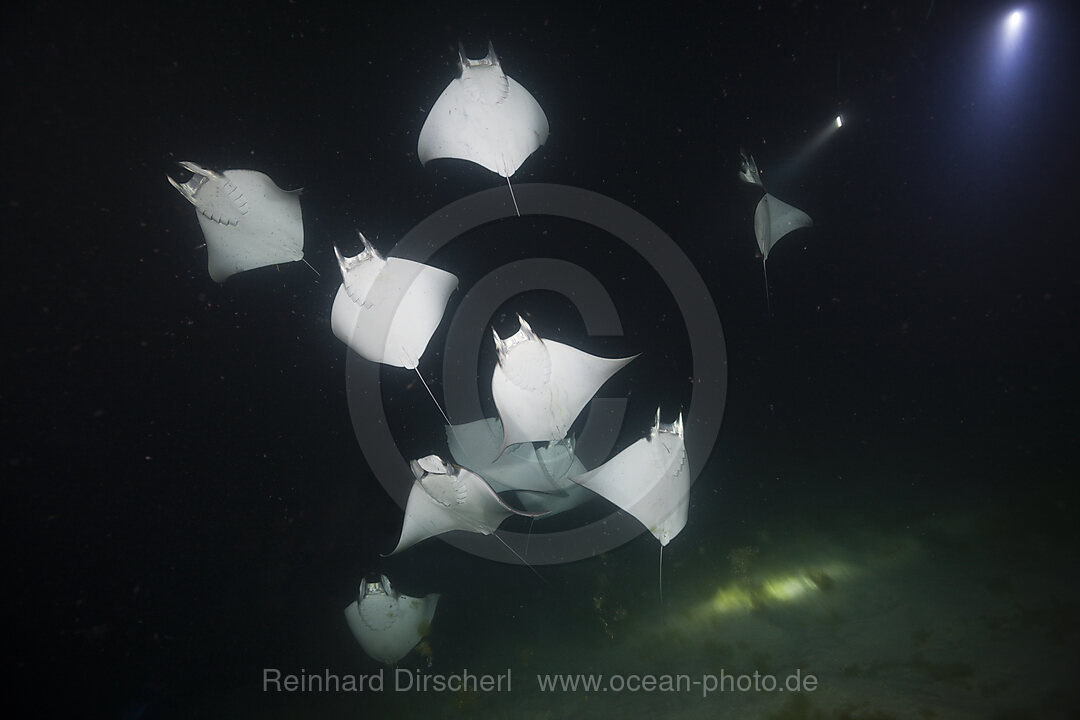 Munks Devil Ray feeding on plankton at night, Mobula munkiana, La Paz, Baja California Sur, Mexico