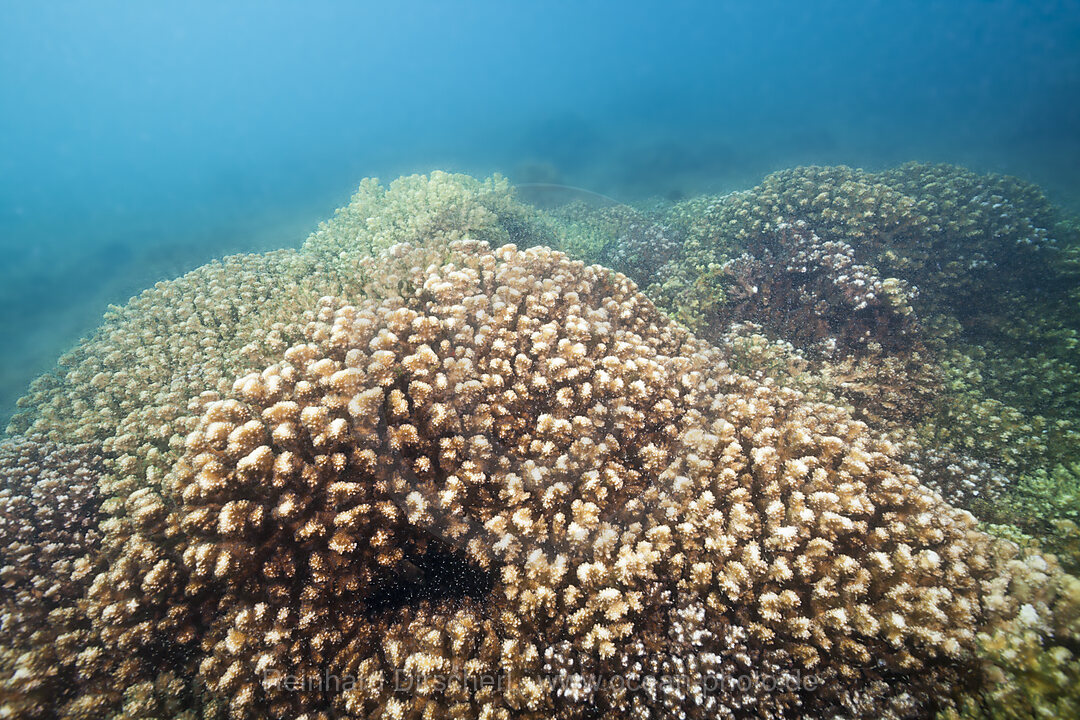 Steinkorallen in der Cortez-See, Pocillopora elegans, La Paz, Baja California Sur, Mexiko