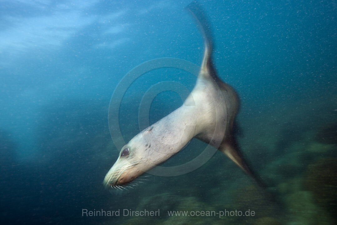 Kalifornischer Seeloewe, Zalophus californianus, La Paz, Baja California Sur, Mexiko